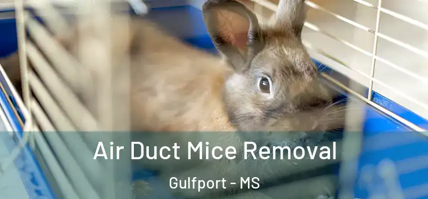 Air Duct Mice Removal Gulfport - MS
